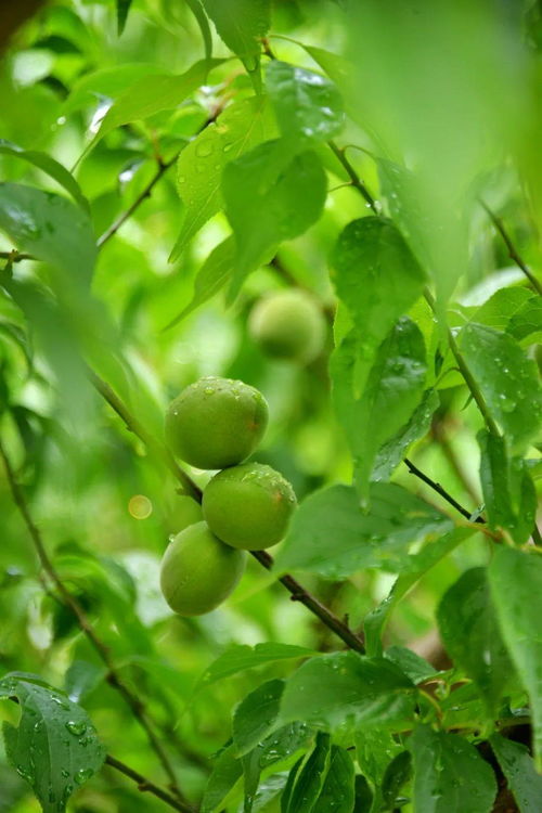 梅子黄时是什么季节,梅子黄时是哪个季节