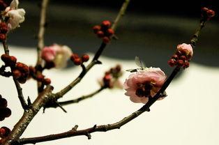 梅花三弄什么意思,梅花三弄是什么意思