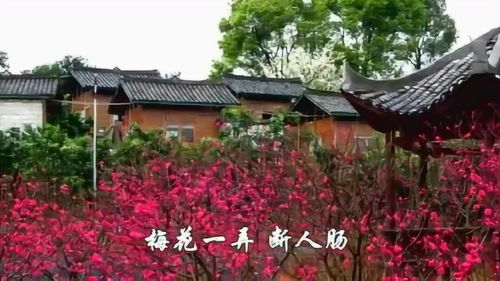 梅花烙主题曲,《梅花三弄》的歌词
