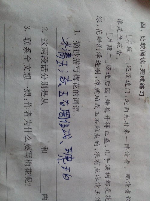 梅花的作文,梅花优秀作文