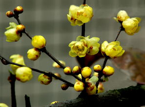 梅花的样子描写,梅花的样子怎么描写