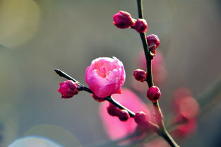 梅花香自苦寒,“宝剑锋从磨砺出梅花香自苦寒来”出自哪首诗全诗是作者是谁哪个朝代的