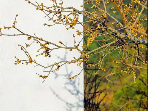 梅花香自苦寒来,“宝剑锋从磨砺出梅花香自苦寒来”出自哪首诗全诗是作者是谁哪个朝代的