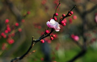梅花香自苦寒来意思,梅花香自苦寒来是什么意思？