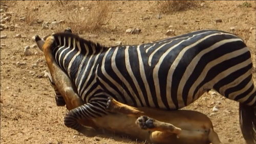 母亲狂殴狮子救儿,印度一妇女为救儿子赤手斗猛虎，为何母爱能激发出人的极限？