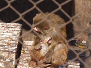 母子情深,母子情深作文