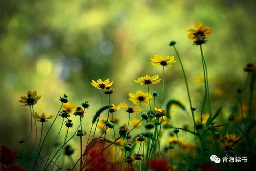 母爱的故事,有关母爱的经典故事