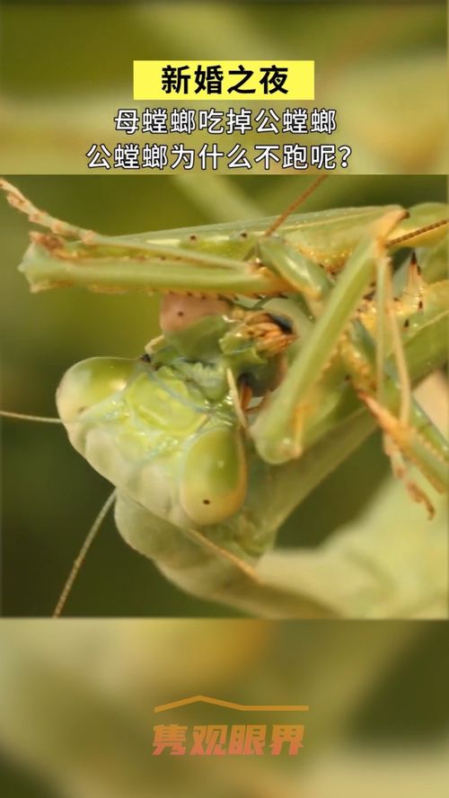 母螳螂吃公螳螂是为什么,雌螳螂为什么吃雄螳螂