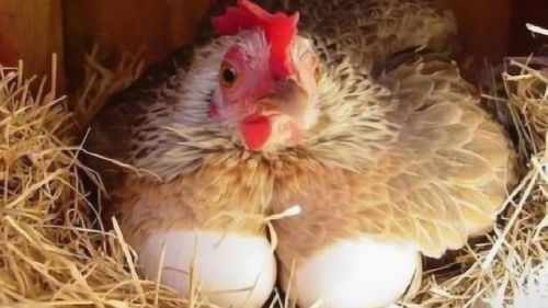 母鸡孵蛋,如何让母鸡孵蛋？