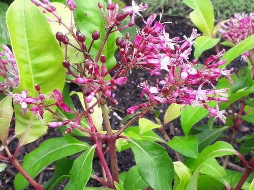 每一朵盛开的花就像是,每一朵盛开的花就像什么？