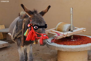 毛驴拉磨,毛驴拉磨走不出那个圈，尽力的蛤蟆就能看见巴掌大的一片天。。。这是赵本山哪首歌啊？