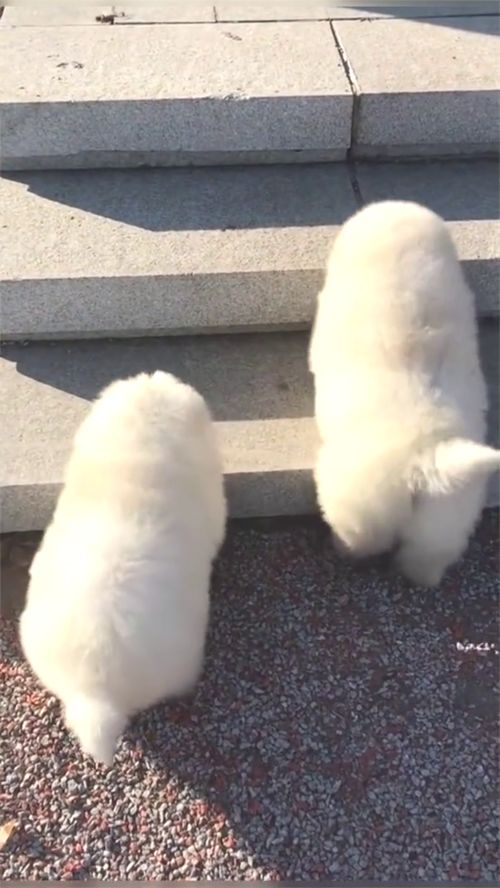 毛驴和牛大哥,毛驴和牛大哥寓言故事告诉我们什么