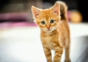 民的部首是什么部首,民字的部首是什么？