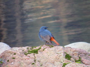 气象鸟,气象鸟是真的鸟嘛
