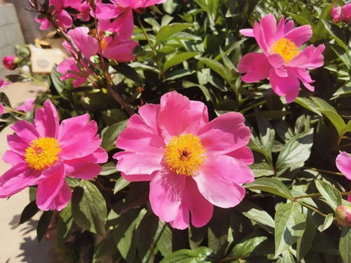 沁人心脾的意思,沁人心脾的意思解释词语