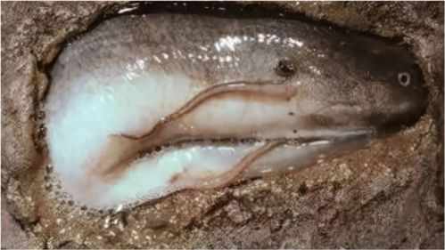 没有水的鱼,什么鱼没有水也能活？