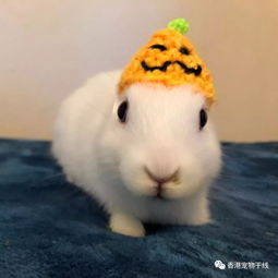 没有耳朵的兔子,没有耳朵的兔子和这个蛋有着怎样的结局