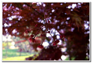 浅草才能没马蹄h,请问“乱花渐欲迷人眼，浅草才能没马蹄”的意思是什么？全诗是什么？作者是谁？