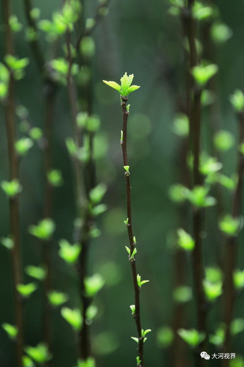 清明时节家家雨,清明时节家家雨下一句是什么谁写的