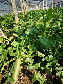 清脆近义词,清脆的近义词是什么？？？