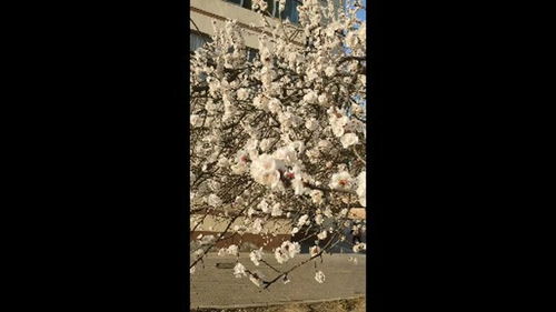 清静,清静的读音清静的读音是什么