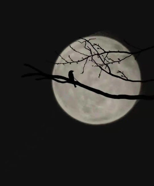 清风半夜鸣蝉,明月别枝惊鹊.清风半夜鸣蝉的全诗