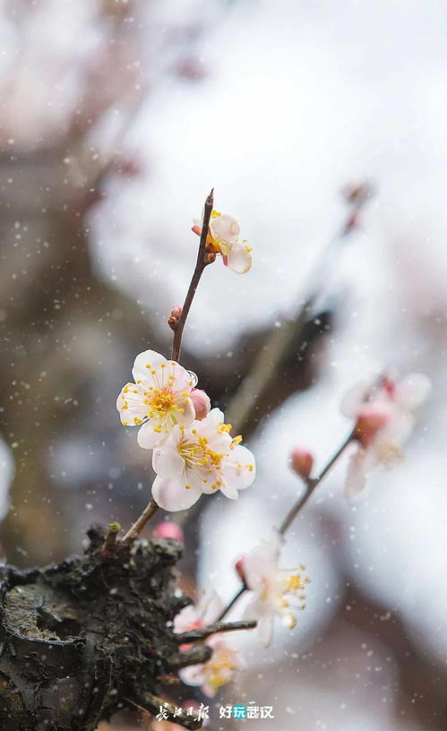 清风拂面中秋夜(打一成语),清风拂面中秋夜 打一四字常用语怎么回答