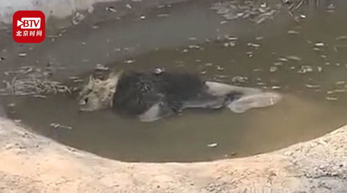 溺死,溺死的读音溺死的读音是什么