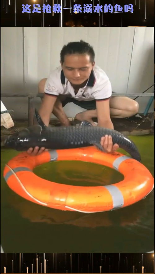 溺水的鱼,“溺水的鱼”是什么意思？