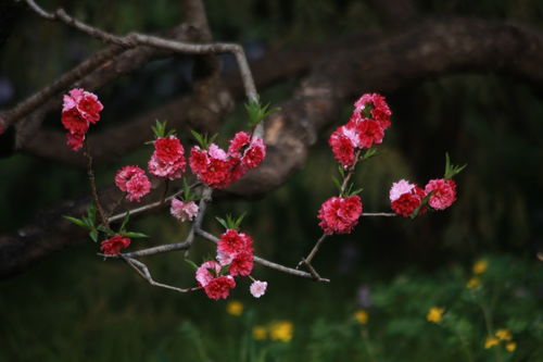 满园春色关不住一枝红杏出墙来的意思,满园春色关不住，一枝红杏出墙来的意思是什么？
