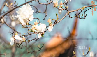 满庭花簇簇,“我从山中来，带着兰花草”出自哪首歌