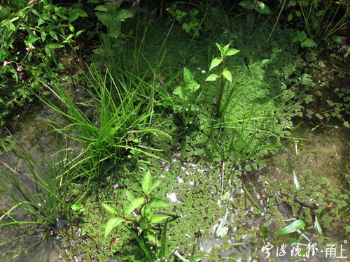 满江红是藻类还是蕨类植物,满江红属于什么植物
