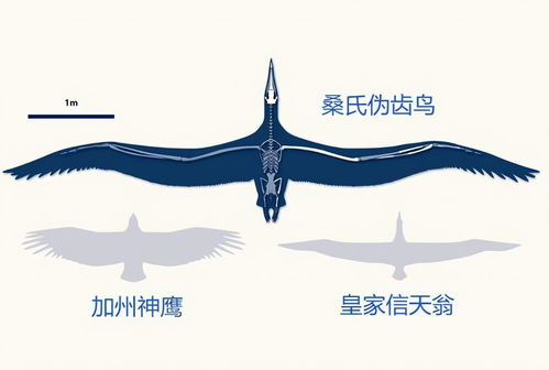 漂泊鸟,为什么数量高达五十亿只的漂泊鸟最后却灭绝了呢