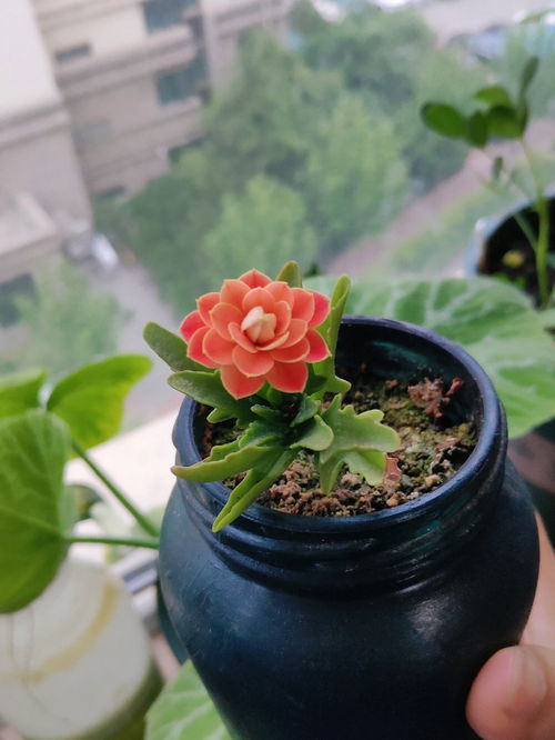 漂亮的姐姐让我扦插,姐姐人物描写作文200字