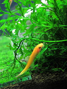 热带鱼一般生活在,热带鱼一般生活在淡水中还是在咸水中？