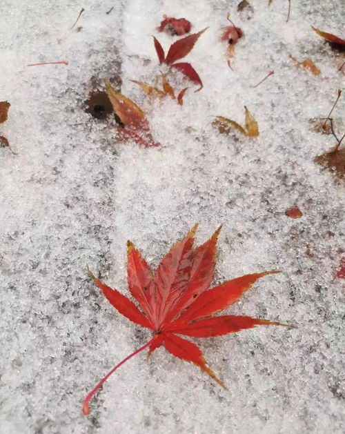 片片吹落轩辕台,北风行原文及翻译