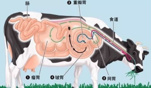 牛有几个胃,牛有几个胃分别是哪几个胃