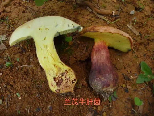 牛肝菌产地,牛肝菌产地分布在哪里牛肝菌产地分布在云南对吗