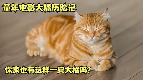 猫咪冒险记,小猫历险记作文三年级三百字小猫