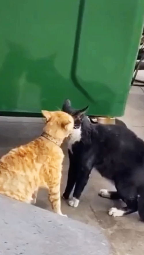 猫咪大战,猫的战争多猫家庭如何和谐相处？