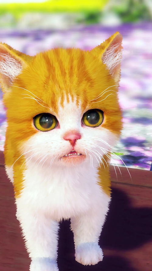 猫咪的难过日常,经常做这些，猫咪会特别难过