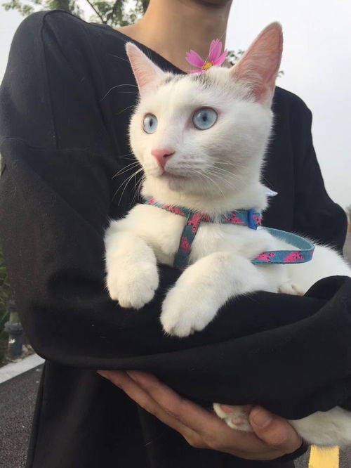 猫天使,天使猫真的存在吗