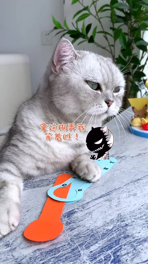 猫猫日记,关于猫的动画片有哪些