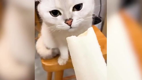 猫惑,猫惑内衣五百多贵不贵