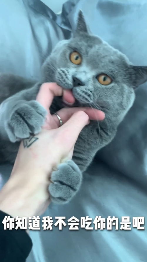 猫汤结局,《猫汤》最后的结局什么意思