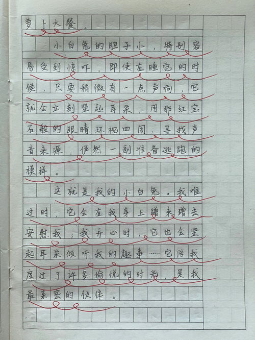 猫的作文,猫优秀作文