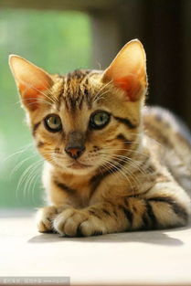 猫的资料,猫的详细资料有哪些？