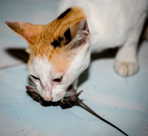 猫见了老鼠为什么拔腿就跑,猫见了老鼠为什么拔腿就跑？（脑筋急转弯）