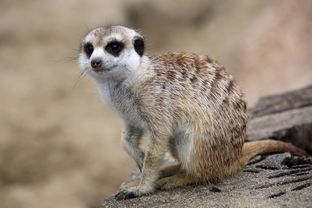 猫鼬材料,铭文做的猫UFM需要什么材料