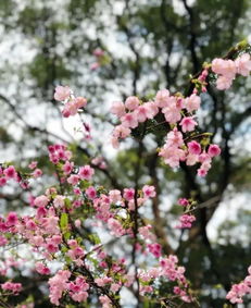 牵牛去桥下打一字,一女牵牛过独桥！猜字谜